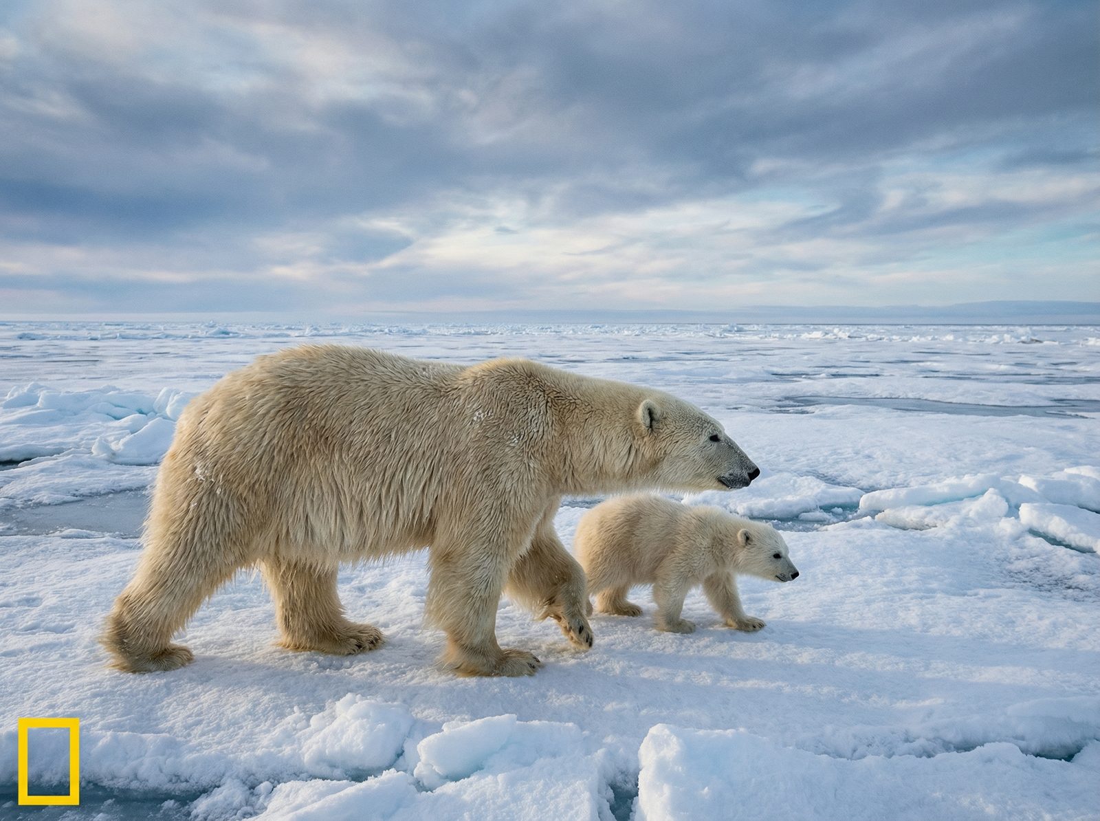 香蕉视频北极熊视频