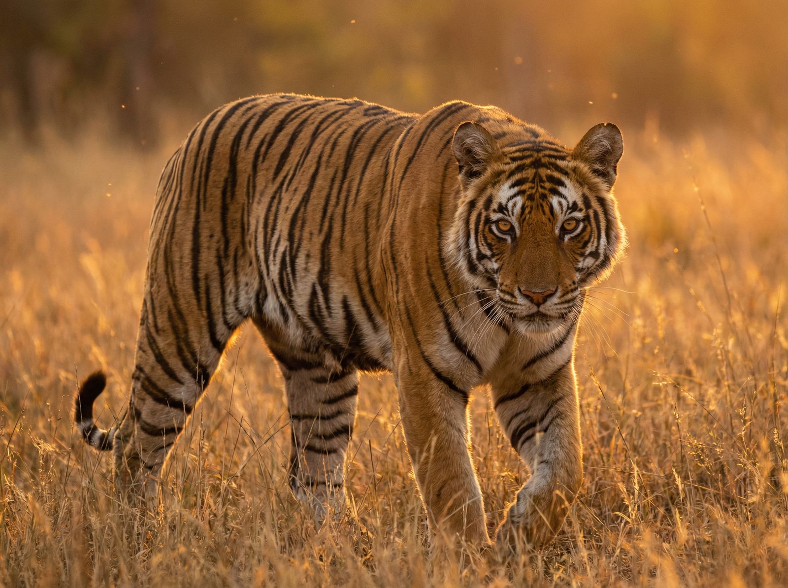 香蕉视频老虎视频